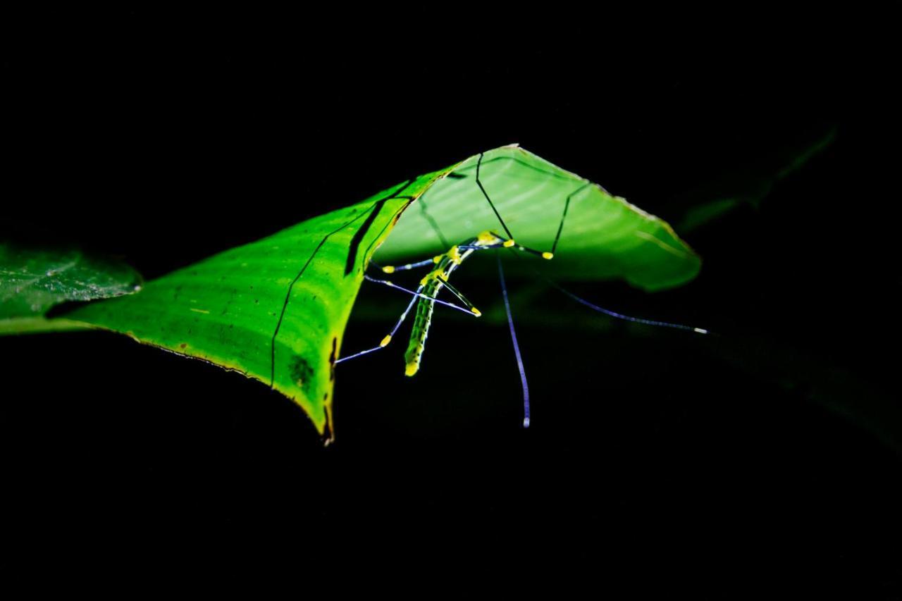 Kuyana Amazon Lodge Archidona Eksteriør bilde