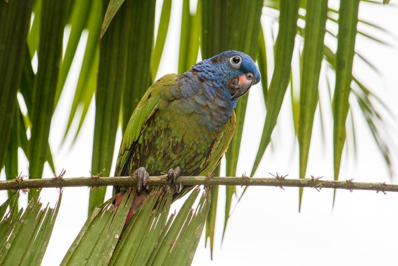 Kuyana Amazon Lodge Archidona Eksteriør bilde