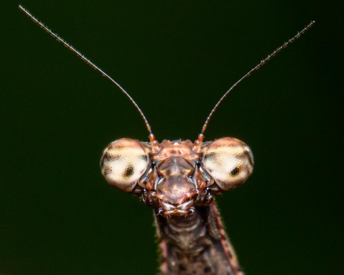 Kuyana Amazon Lodge Archidona Eksteriør bilde