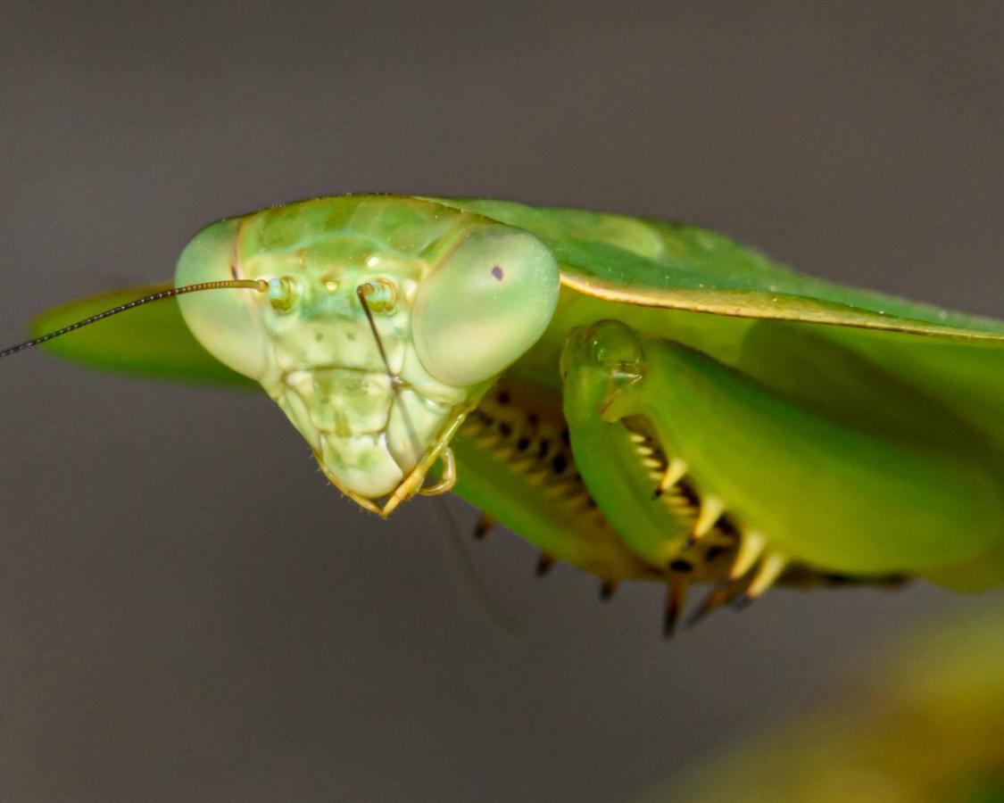 Kuyana Amazon Lodge Archidona Eksteriør bilde