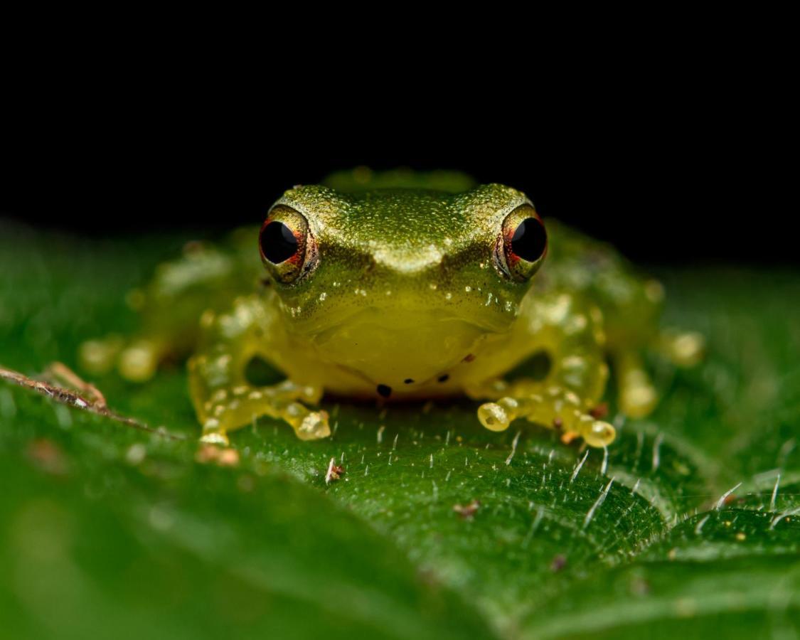 Kuyana Amazon Lodge Archidona Eksteriør bilde