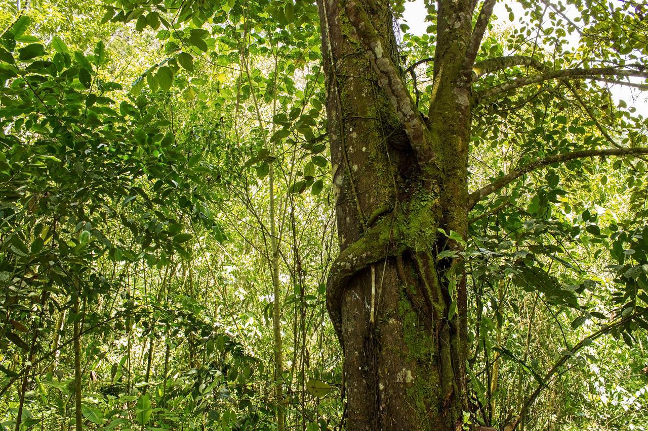 Kuyana Amazon Lodge Archidona Rom bilde
